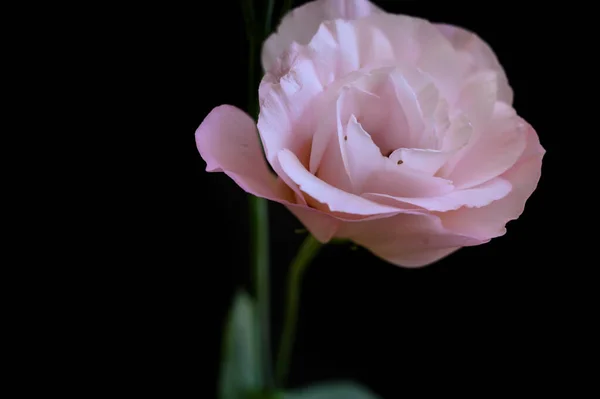 Όμορφο Τριαντάφυλλο Λουλούδι Σταγόνες Βροχής Σκούρο Φόντο Καλοκαίρι Έννοια Κοντινή — Φωτογραφία Αρχείου