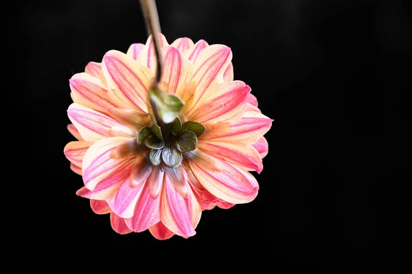 Bela Flor Gerbera Com Gotas Chuva Fundo Escuro Conceito Verão — Fotografia de Stock