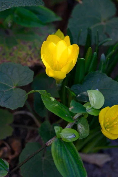 Красиві Квіти Ростуть Відкритому Повітрі Саду Вид Крупним Планом — стокове фото