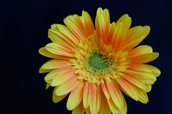 Красива Квітка Гербери Дощовими Пагонами Темному Тлі Літня Концепція Вид — стокове фото