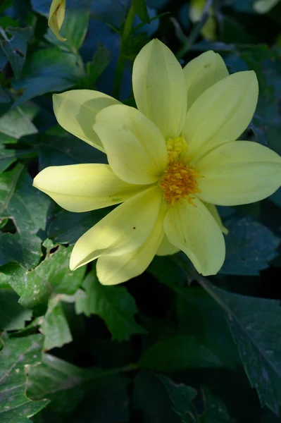 Belle Fleur Poussant Plein Air Dans Jardin Vue Rapprochée — Photo