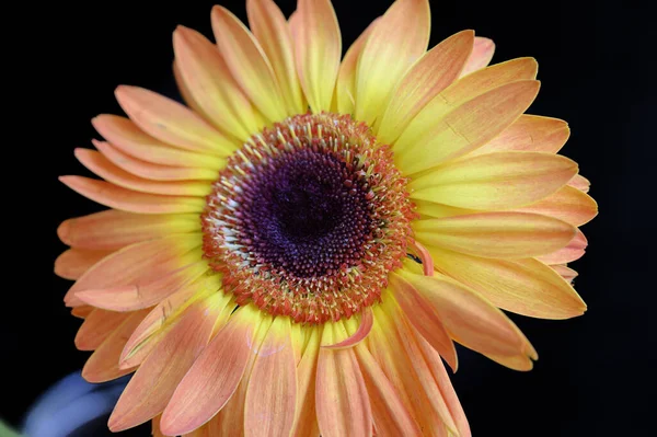 Piękny Kwiat Gerbery Kroplami Deszczu Ciemnym Tle Koncepcja Latem Widok — Zdjęcie stockowe
