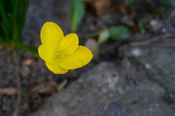 Krásný Květ Rostoucí Venku Zahradě Detailní Pohled — Stock fotografie