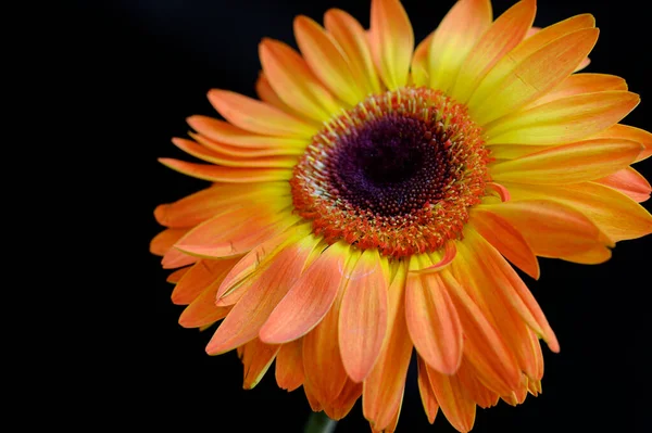 Красива Квітка Гербери Дощовими Пагонами Темному Тлі Літня Концепція Вид — стокове фото
