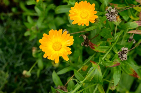 Vackra Blommor Växer Utomhus Trädgården Närbild — Stockfoto