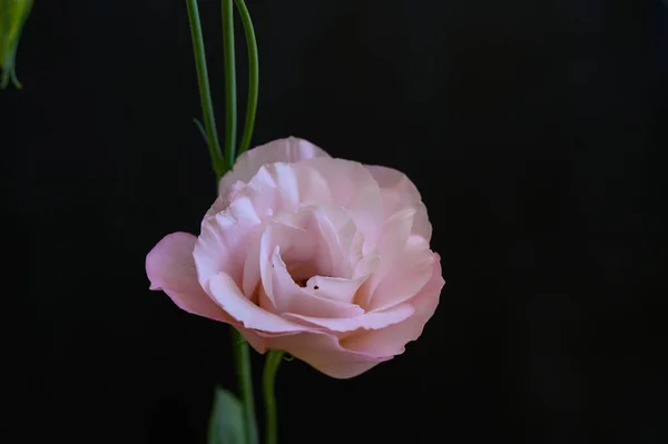 Bela Rosa Flor Com Gotas Chuva Fundo Escuro Conceito Verão — Fotografia de Stock