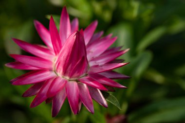 Bahçedeki pembe çiçek, manzarayı kapat.