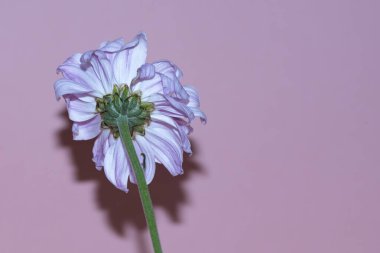 Pembe arka plandaki güzel çiçeğin yakın plan görüntüsü