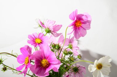 bahar pembe çiçekleri, çiçek konsepti