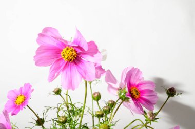 bahar pembe çiçekleri, çiçek konsepti