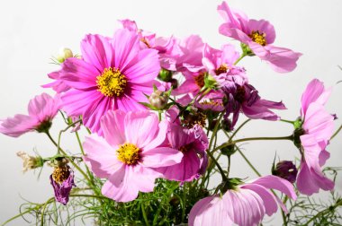 bahar pembe çiçekleri, çiçek konsepti