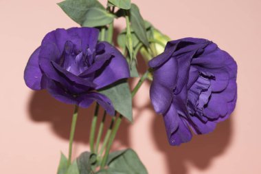 Pembe arka planda güzel çiçeklerin yakın plan görüntüsü