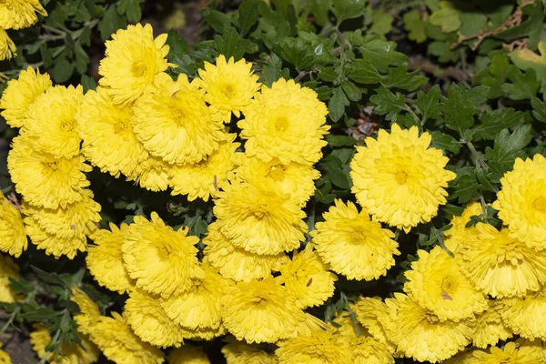 Close Crisântemos Coloridos Flores Amarelas — Fotografia de Stock