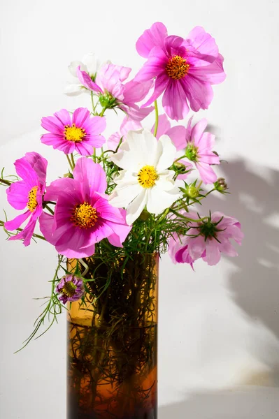 Schöne Zarte Blumen Der Vase Florales Konzept — Stockfoto