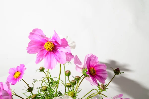 Frühling Rosa Blumen Blumiges Konzept — Stockfoto