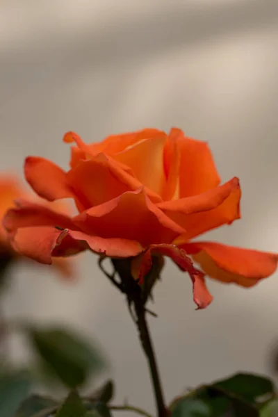 Piękny Kwiat Róży Rośnie Ogrodzie — Zdjęcie stockowe