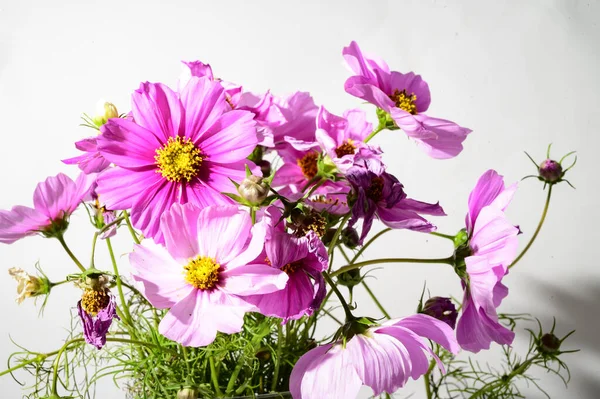 Primavera Flores Rosa Conceito Floral — Fotografia de Stock