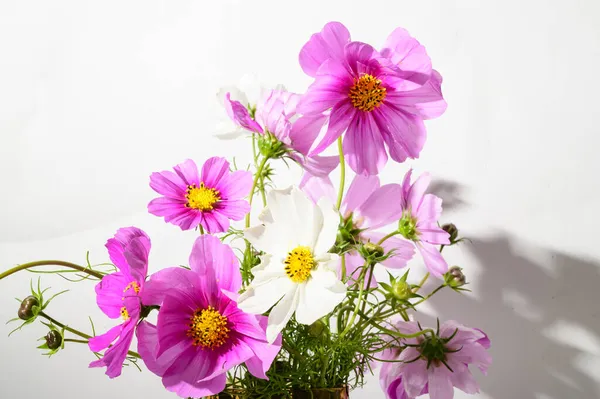 Belas Flores Macias Vaso Conceito Floral — Fotografia de Stock