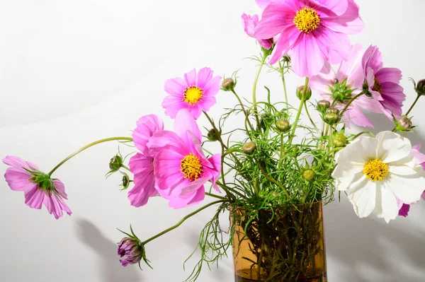 Belas Flores Macias Vaso Conceito Floral — Fotografia de Stock