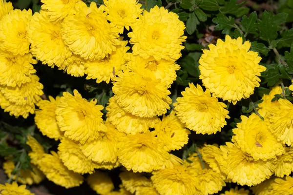 カラフルな菊 黄色の花のクローズアップ — ストック写真