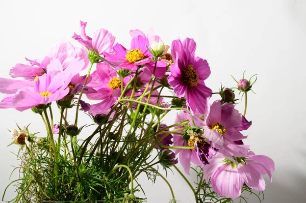 Primavera Flores Rosa Conceito Floral — Fotografia de Stock