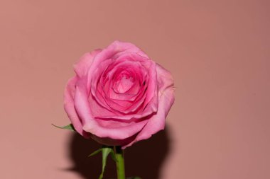 pembe arka plan üzerinde güzel pembe gül