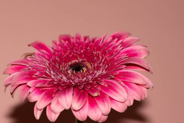 Pembe arka planda güzel Gerbera çiçeğinin yakın plan görüntüsü