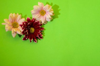 Çiçekli yeşil arkaplan ve kopyalama alanı