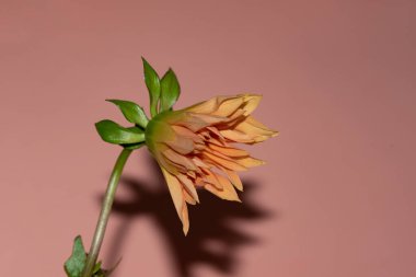 Pembe arka plandaki güzel çiçeğin yakın görüntüsü