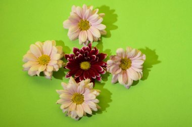 Çiçekli ve gölgeli yeşil arkaplan