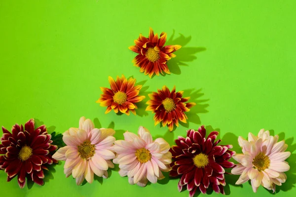 Fundo Verde Com Flores Sombras — Fotografia de Stock