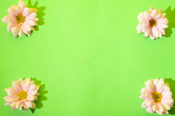 green background with flowers and copy space