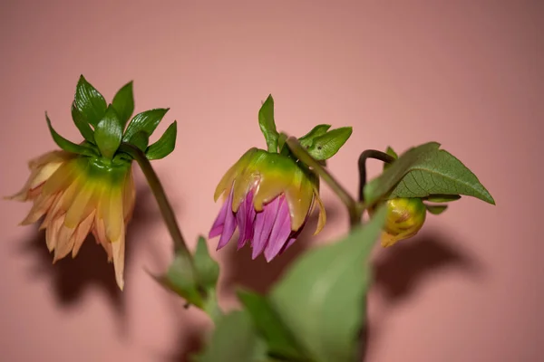 Крупним Планом Красиві Квіти Рожевому Фоні — стокове фото