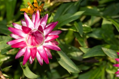 Renkli çiçek açan kasımpatı çiçeğinin yakın plan çekimi. Güzel sonbahar bitkisi