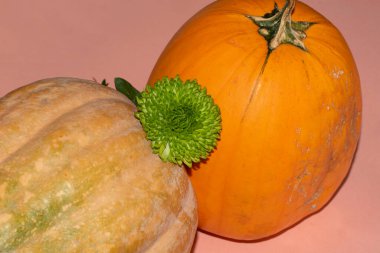 Pembe arka planda taze olgun balkabaklarının görüntüsünü kapat