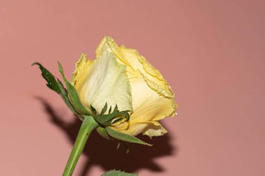 Pembe arka planda güzel sarı bir gül