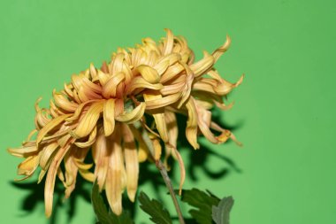 yeşil zemin üzerine güzel bir çiçek