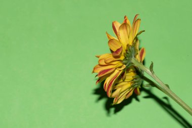 Yeşil arka planda parlak güzel çiçekler