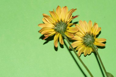 Yeşil arka planda parlak güzel çiçekler