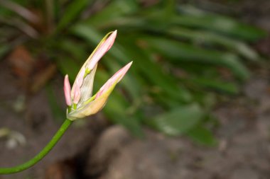 Taze renkli çiçeğin yakın plan çekimi.