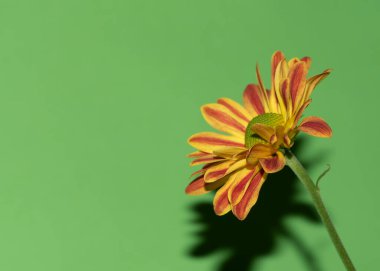 yeşil zemin üzerine güzel bir çiçek