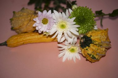 Balkabaklı güzel çiçekler, Cadılar Bayramı konsepti