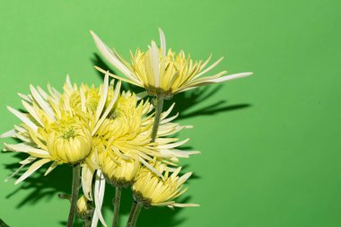 Yeşil arka planda parlak güzel çiçekler