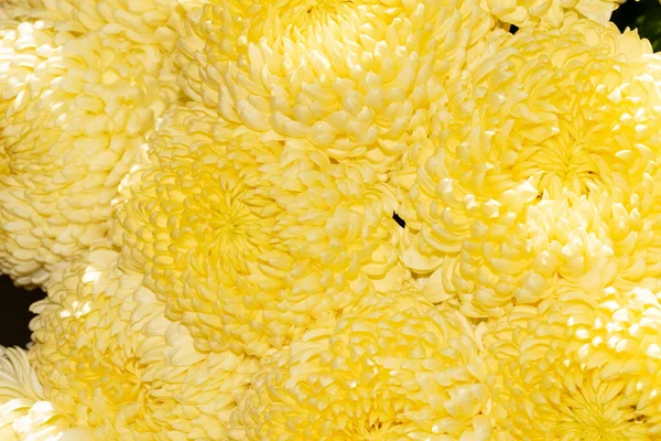 Красиві Квіти Хризантем Вид Крупним Планом — стокове фото