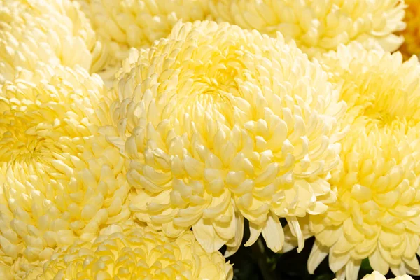 Красивые Хризантемы Цветы Закрыть Вид — стоковое фото