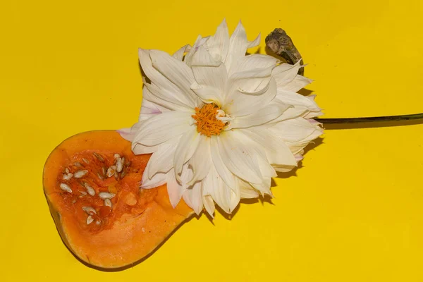 Citrouille Coupée Deux Avec Belle Fleur Blanche Vue Rapprochée — Photo