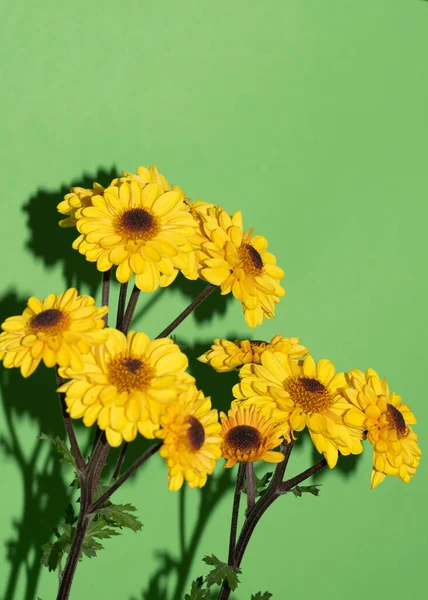 Bright Beautiful Flowers Green Background — Stock Photo, Image