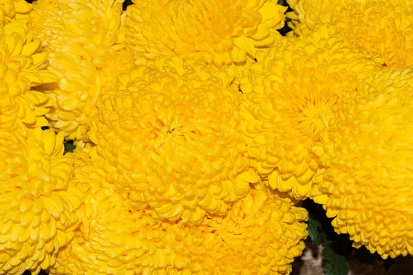 Beautiful Chrysanthemum Flowers Close View — Stock Photo, Image