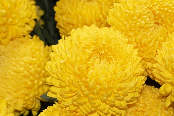 Beautiful Chrysanthemum Flowers Close View — Stock Photo, Image