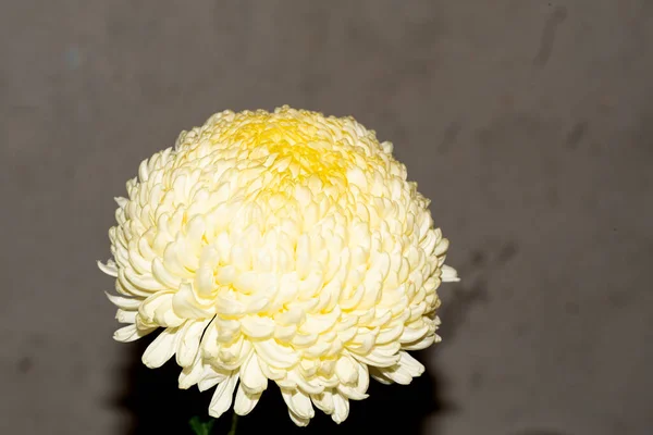 Belle Fleur Chrysanthème Vue Rapprochée — Photo